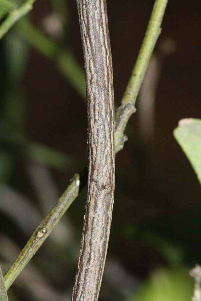              Second - third year twig (Riverside,   CA)       